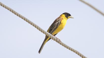 Black-headed Bunting