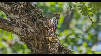 Middle Spotted Woodpecker
