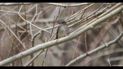Spotted Flycatcher