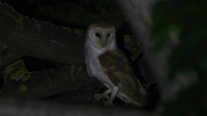 Western Barn Owl