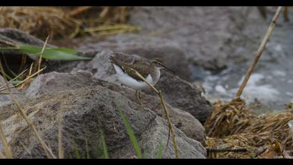 Common Sandpiper