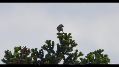Red Crossbill