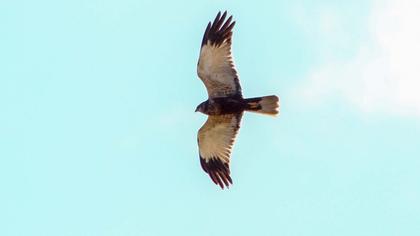 Western Marsh Harrier