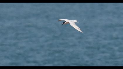 Gull-billed Tern