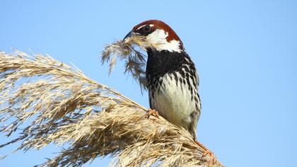 Spanish Sparrow