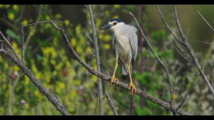 Black-crowned Night Heron