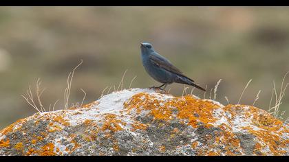 Blue Rock Thrush