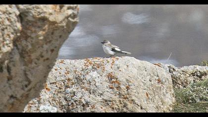 White-winged Snowfinch