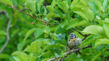 Eurasian Blue Tit