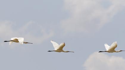 Eurasian Spoonbill