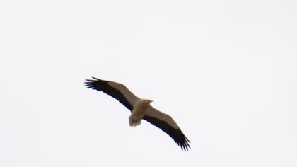 Egyptian Vulture