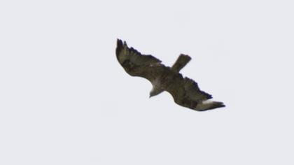 Long-legged Buzzard