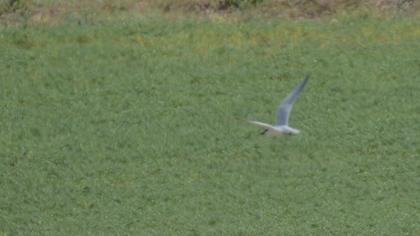 Gull-billed Tern