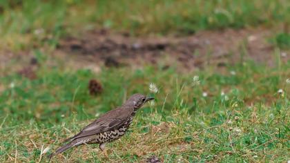 Mistle Thrush