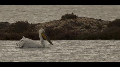 Dalmatian Pelican