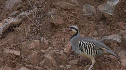 Chukar Partridge
