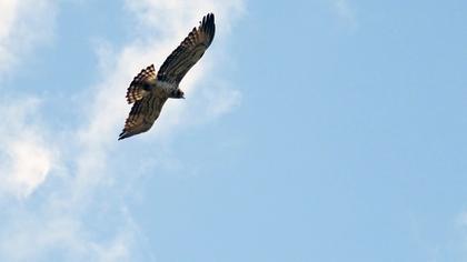 Short-toed Snake Eagle