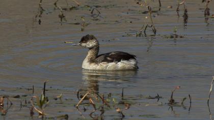 Black-necked Grebe