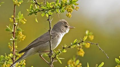 Upcher`s Warbler