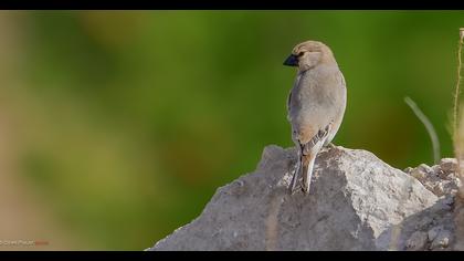 Desert Finch