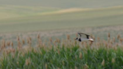 Northern Lapwing