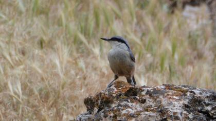 Western Rock Nuthatch