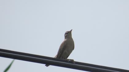 Rufous-tailed Scrub Robin