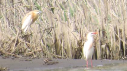 Western Cattle Egret