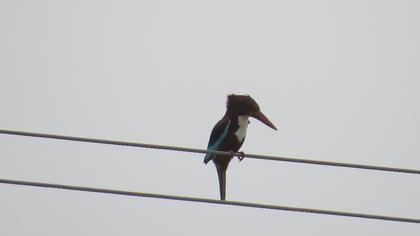 White-throated Kingfisher