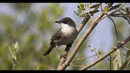 Eastern Orphean Warbler