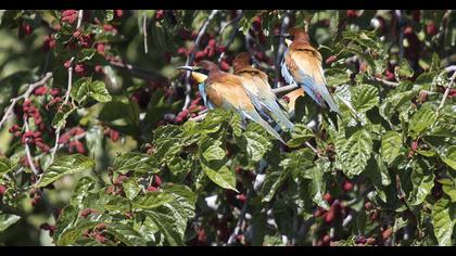 European Bee-eater