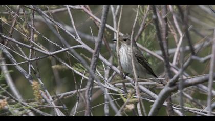 Spotted Flycatcher