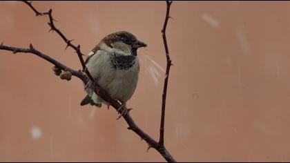 House Sparrow