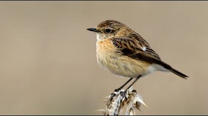 European Stonechat