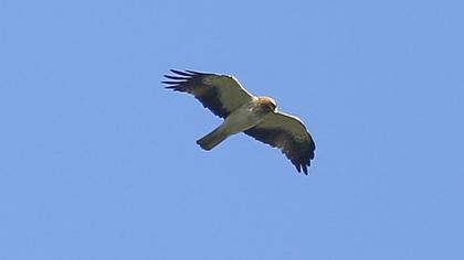 Booted Eagle