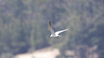 Gull-billed Tern