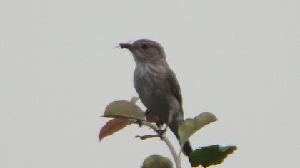 Spotted Flycatcher