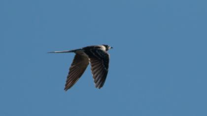 Great Spotted Cuckoo