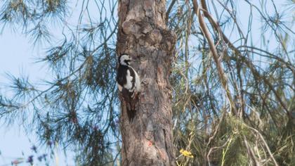 Syrian Woodpecker