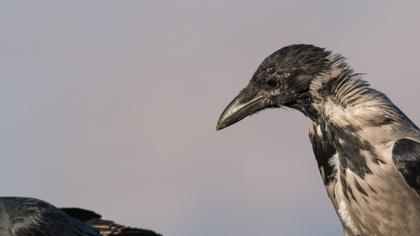 Hooded Crow