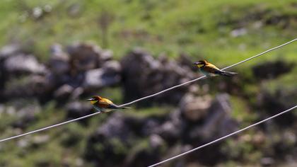 European Bee-eater