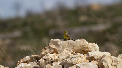 Cinereous Bunting