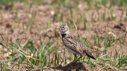 Calandra Lark