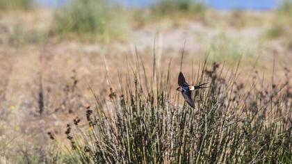Red-rumped Swallow