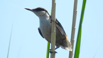 Western Rock Nuthatch