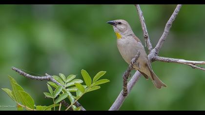 Yellow-throated Sparrow