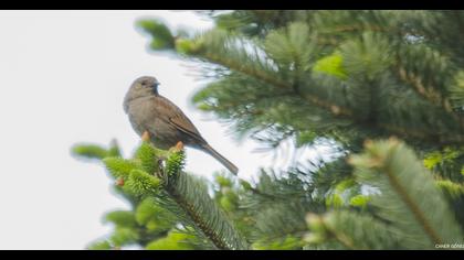 Dunnock