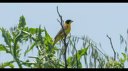 Black-headed Bunting