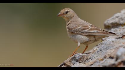 Pale Rockfinch