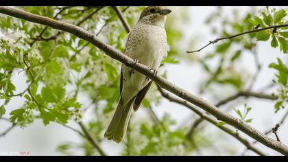 Red-backed Shrike